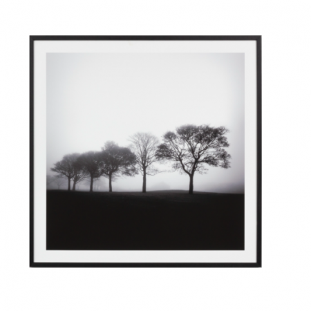 Tree black & white print in a black frame