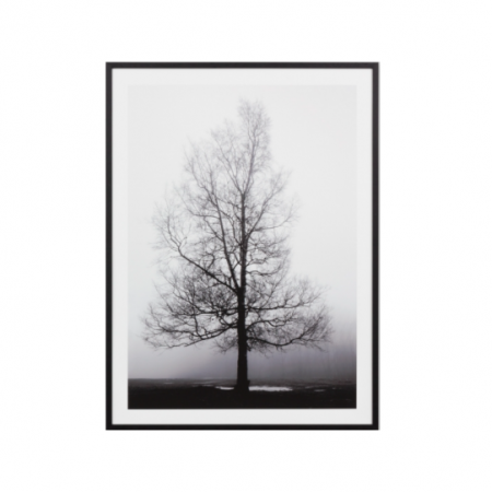 Large tree black & white print in a black frame